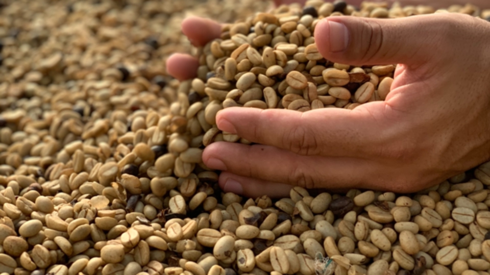 Home Barista and some Sun Dried Raw Beans